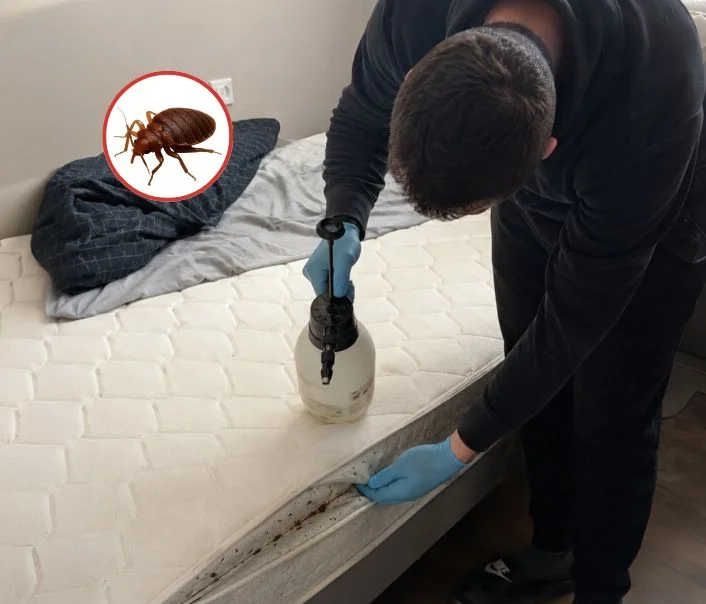 Technicien traitant un matelas contre les punaises de lit à Gressey
